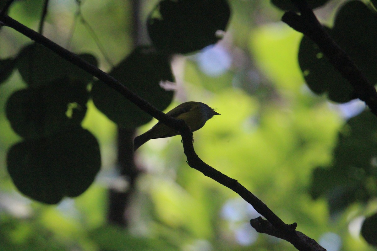 Gray-headed Canary-Flycatcher - ML620703955