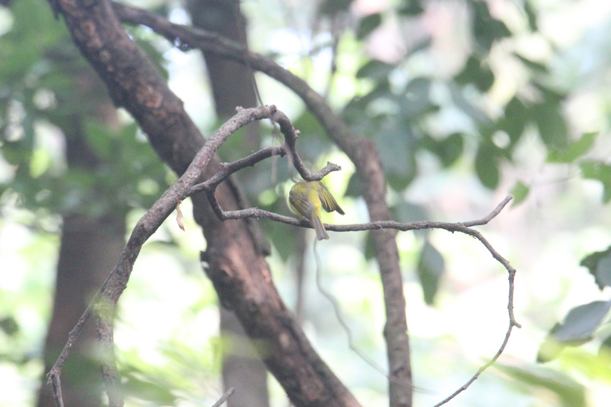 Gray-headed Canary-Flycatcher - ML620703957