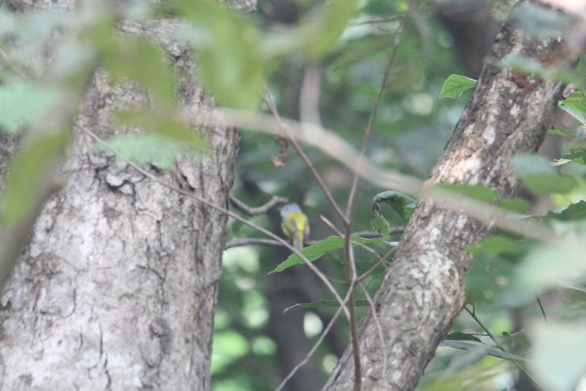 Gray-headed Canary-Flycatcher - ML620703958