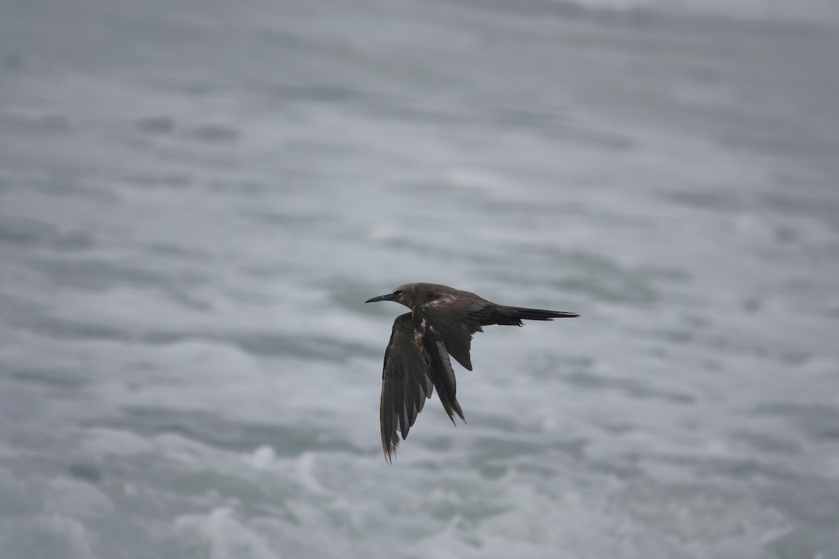 Brown Noddy - ML620703961