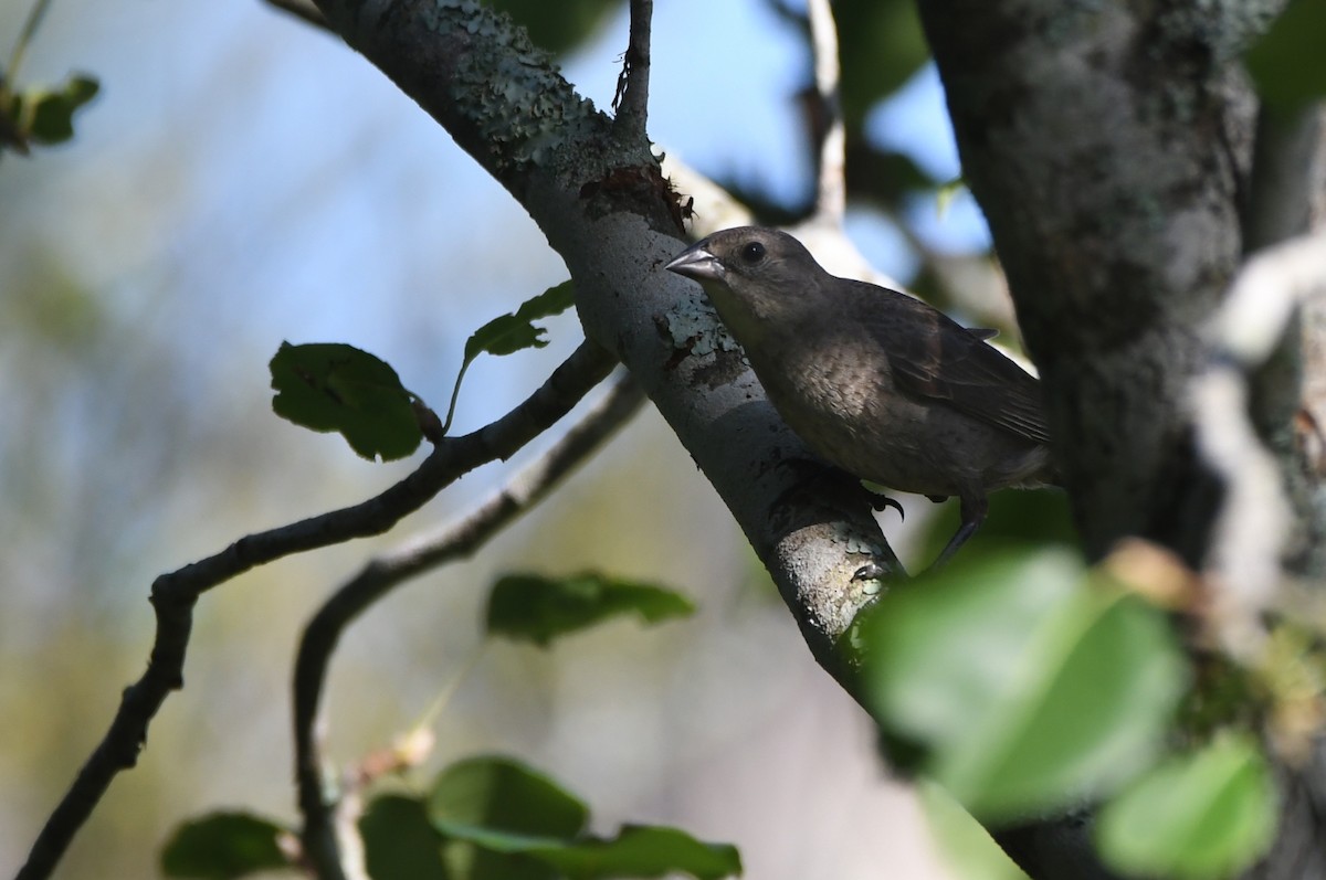 Brown-headed Cowbird - ML620703962