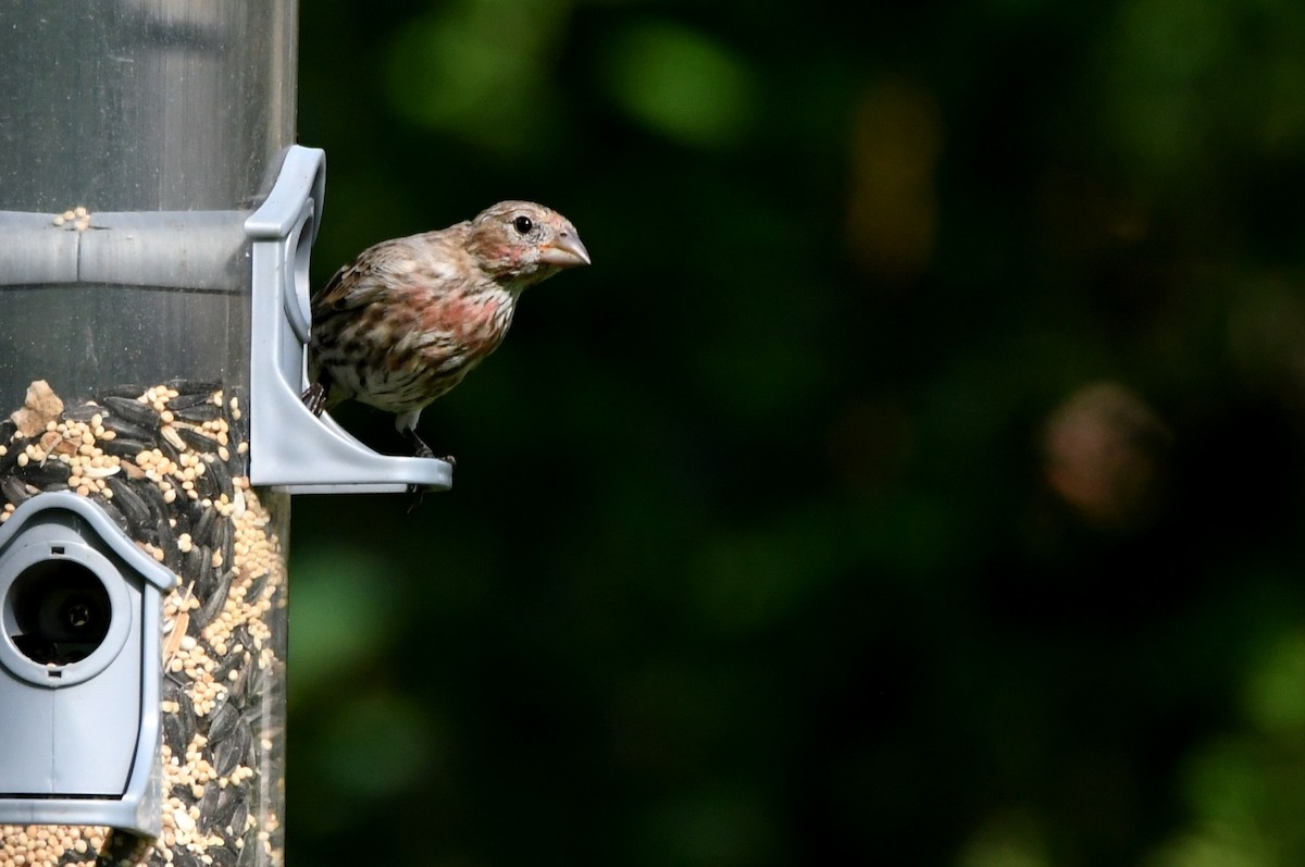 House Finch - ML620703963