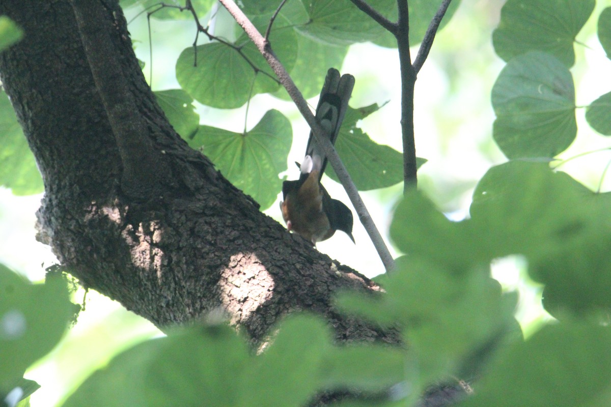 White-rumped Shama - ML620703967