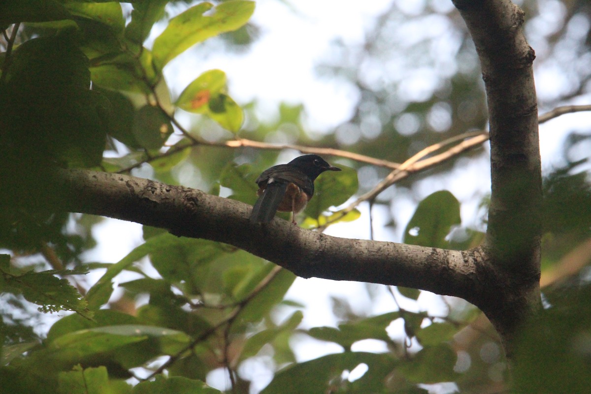 White-rumped Shama - ML620703968