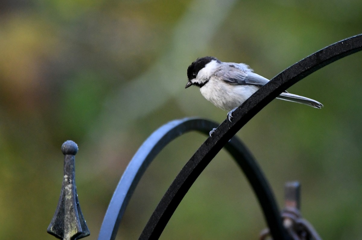 Carolina Chickadee - Kevin Smith