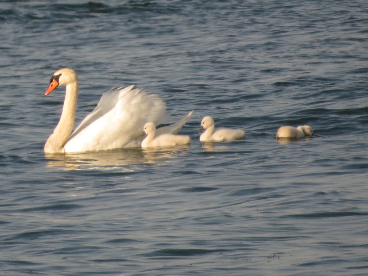 Mute Swan - ML620703982