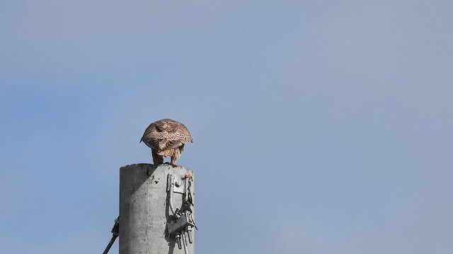 Saker Falcon - ML620703985