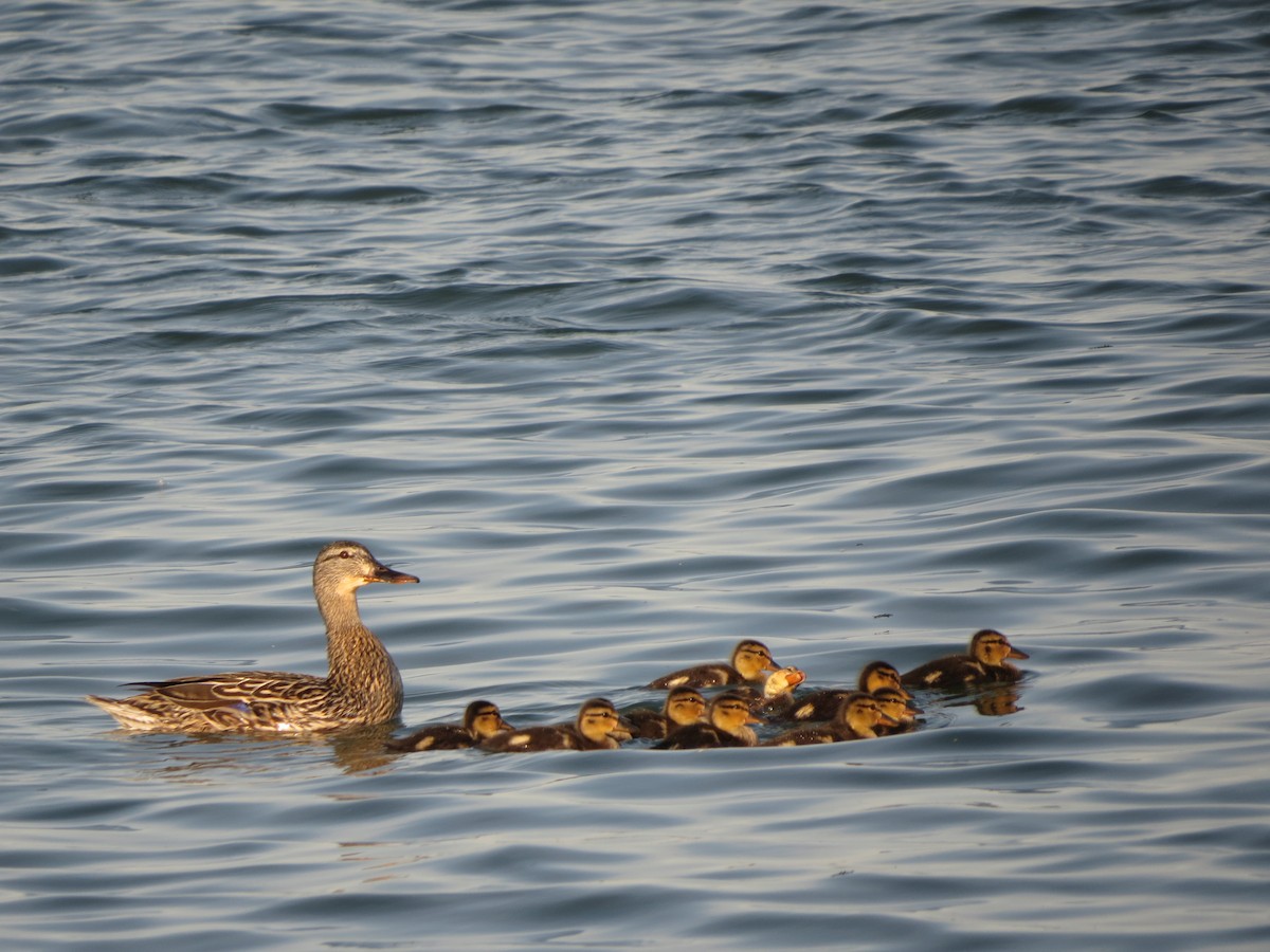 Mallard - ML620703994