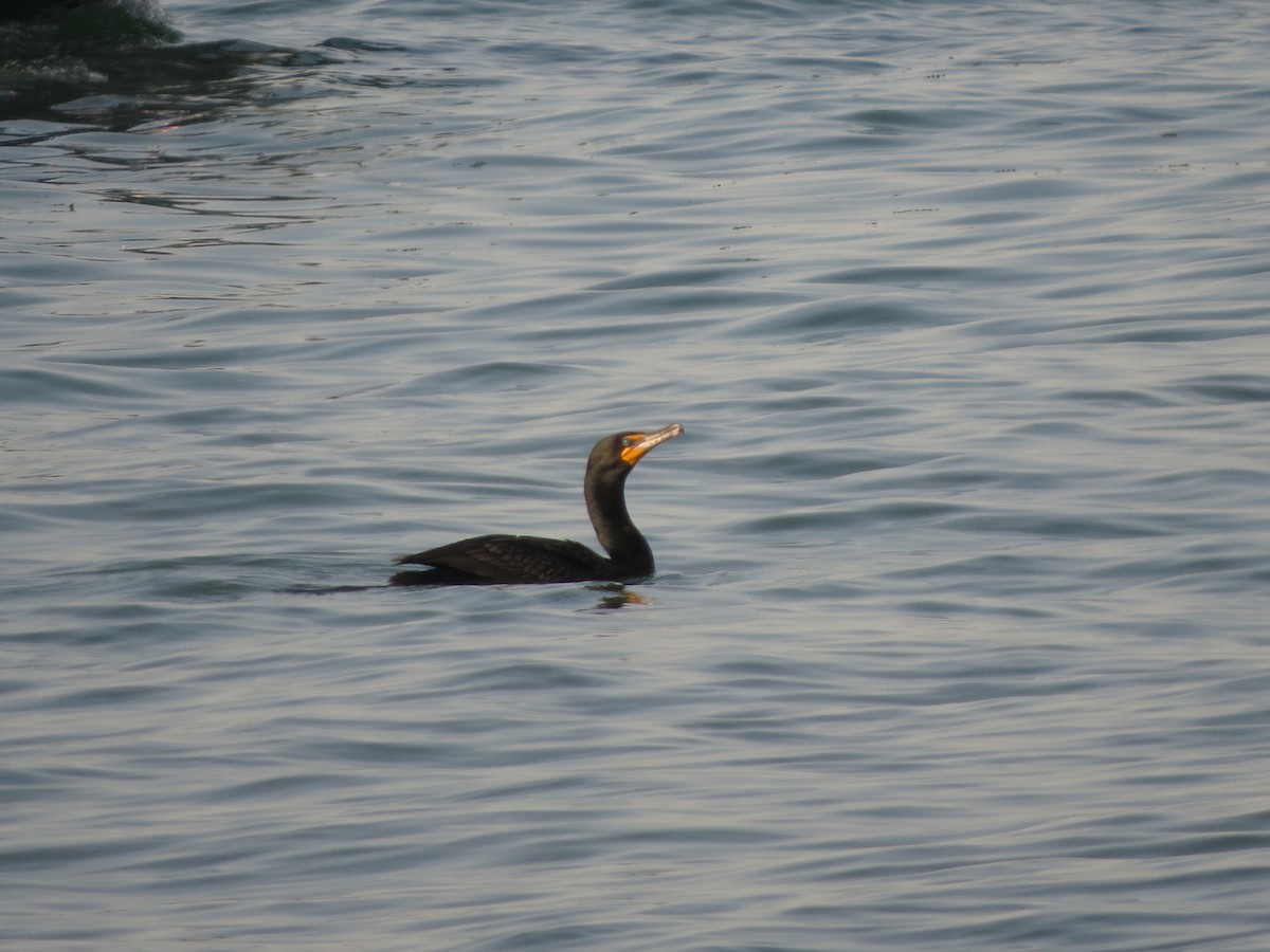 Double-crested Cormorant - ML620703999