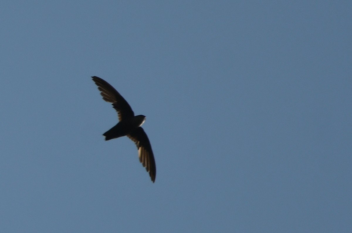 Chimney Swift - ML620704000