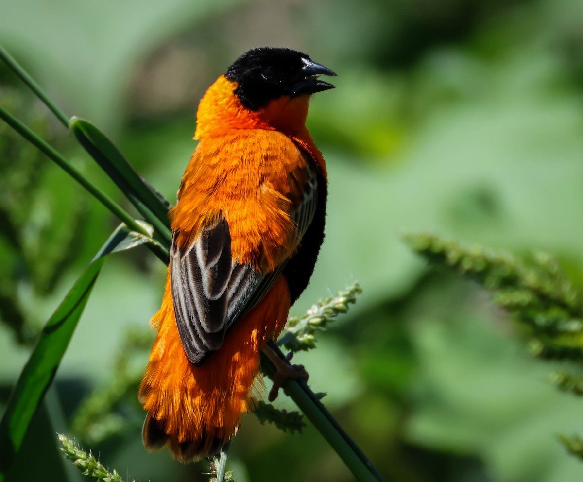 Northern Red Bishop - ML620704001