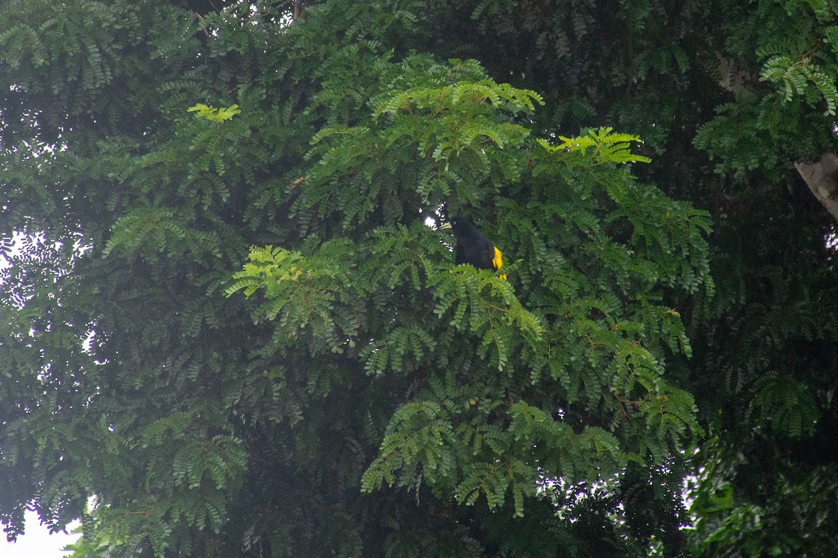 Yellow-rumped Cacique - ML620704002