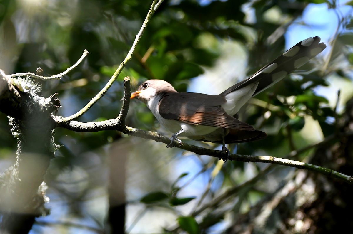 Yellow-billed Cuckoo - Kevin Smith