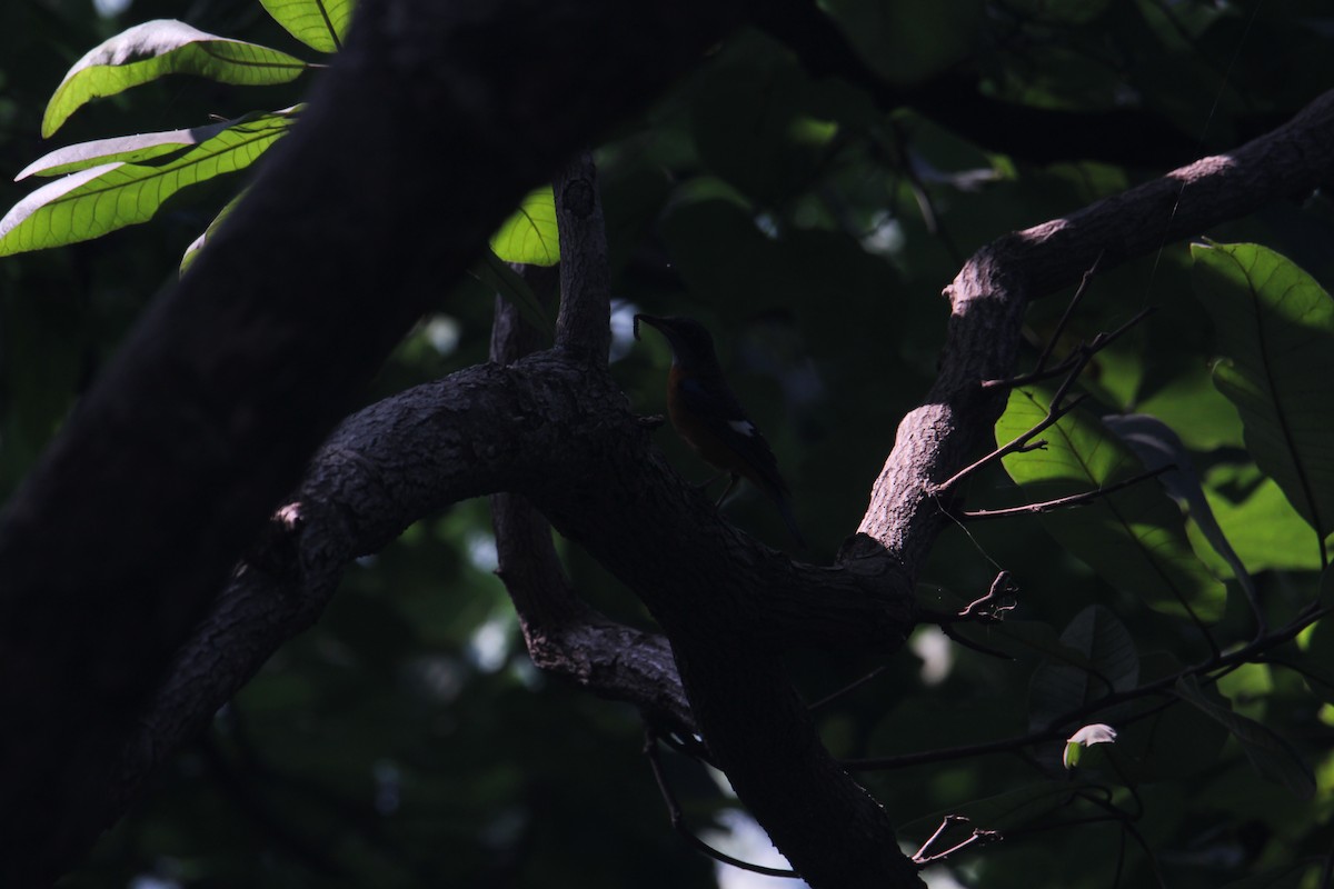 Blue-capped Rock-Thrush - Karthick VS