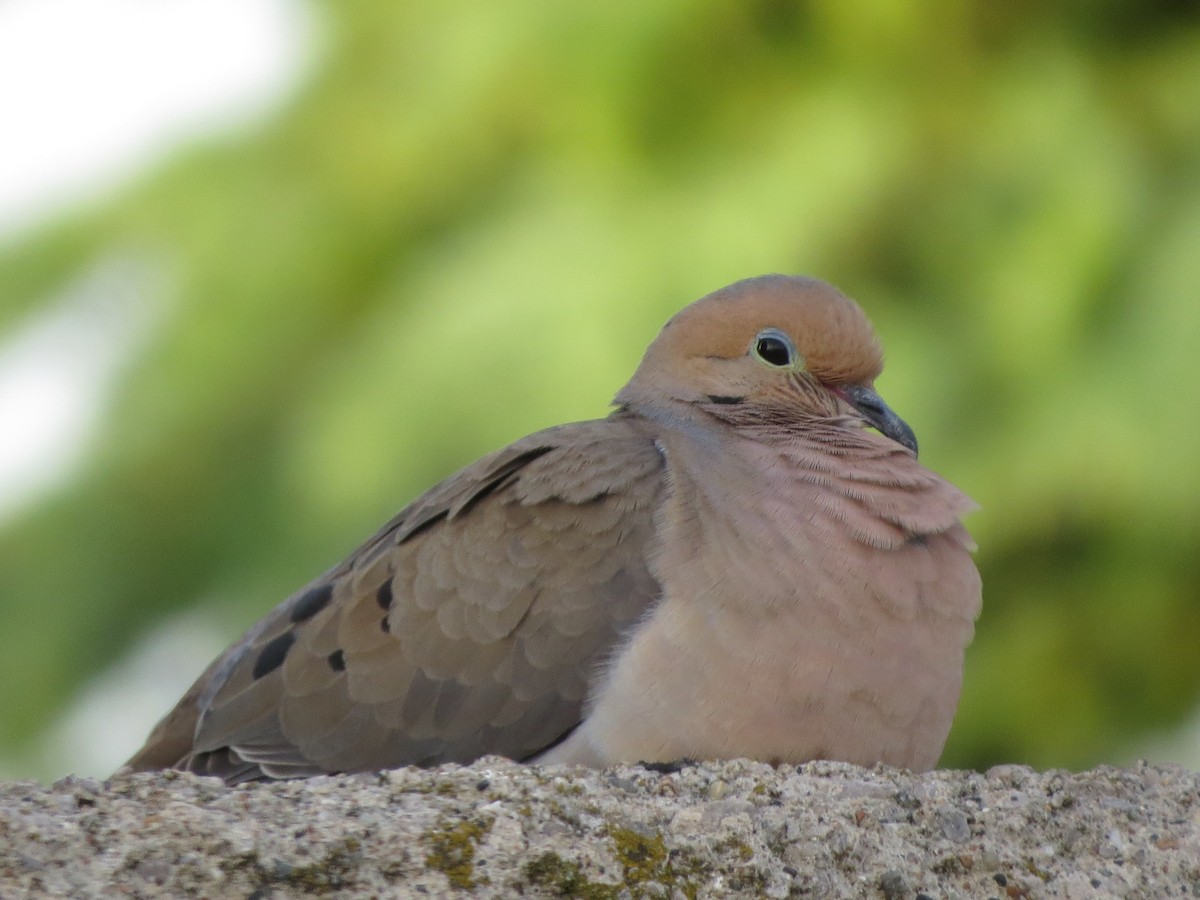 Mourning Dove - ML620704006