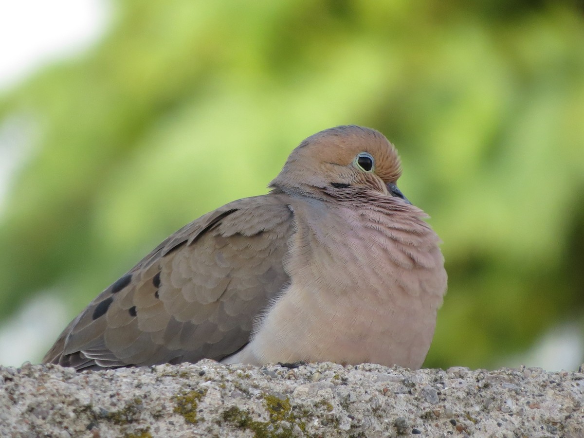 Mourning Dove - ML620704007