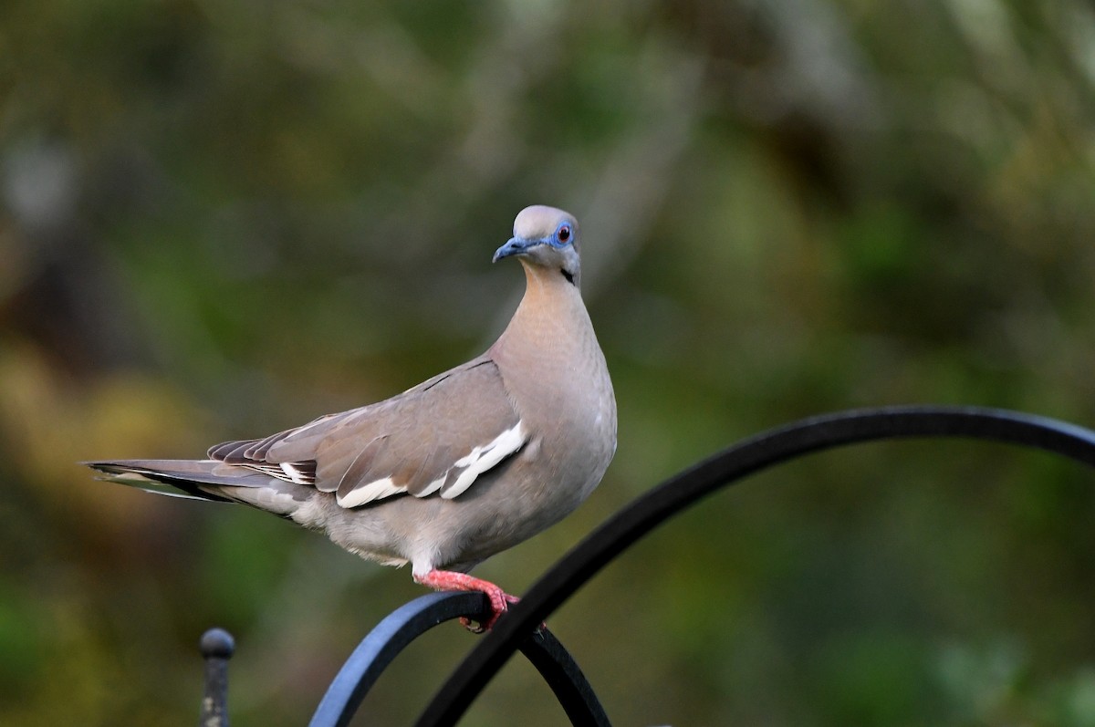 White-winged Dove - ML620704009