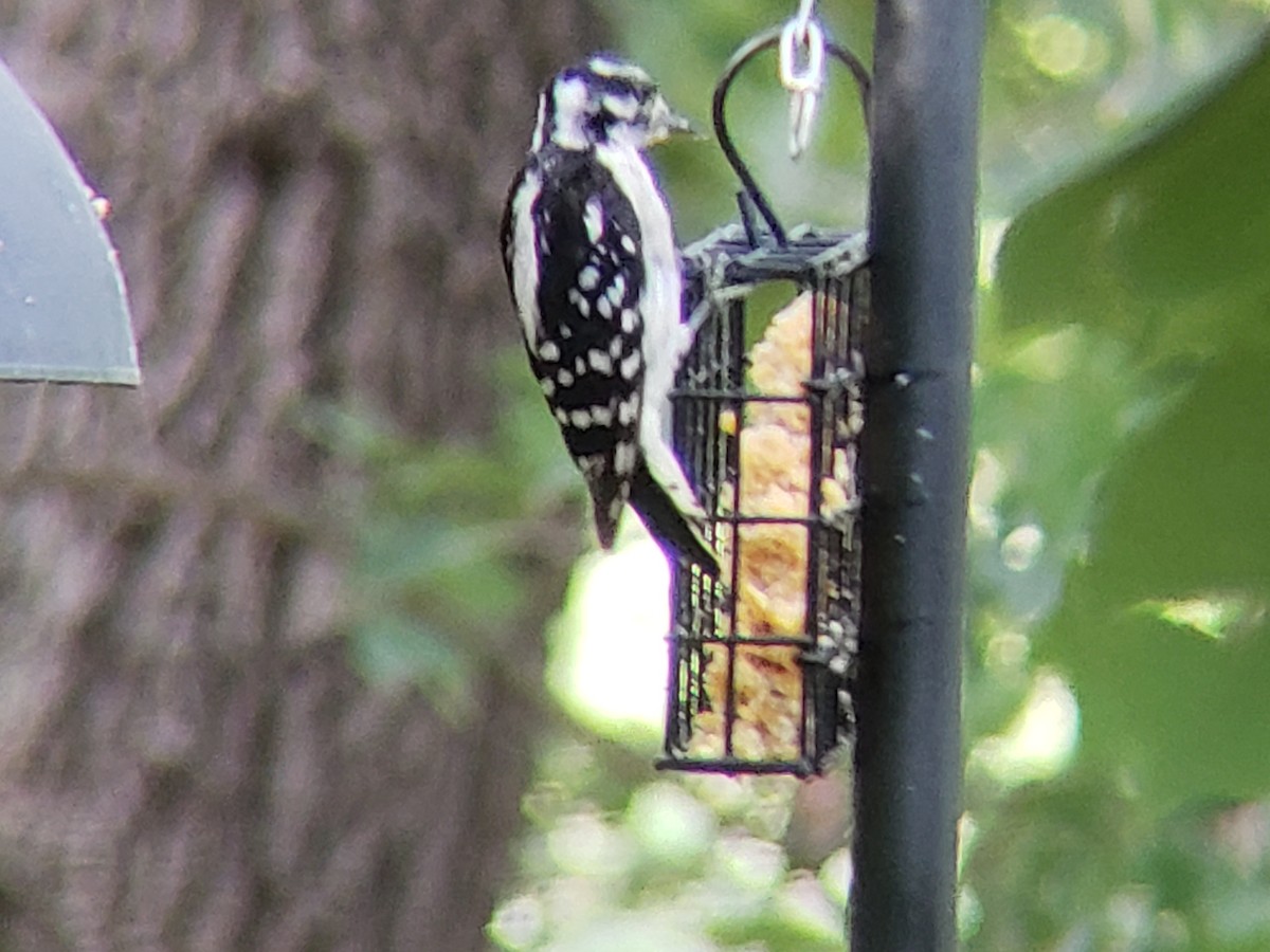 Downy/Hairy Woodpecker - ML620704010