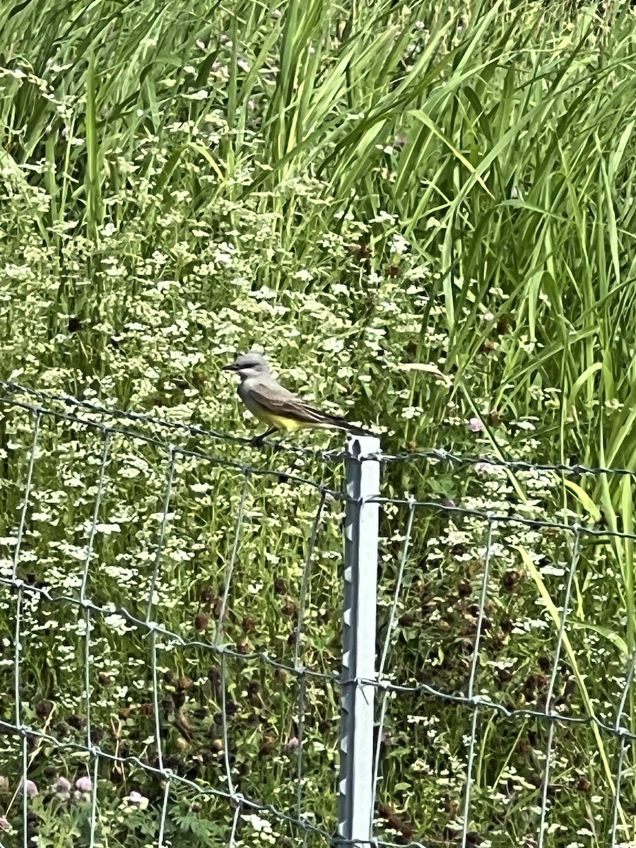 Western Kingbird - ML620704015