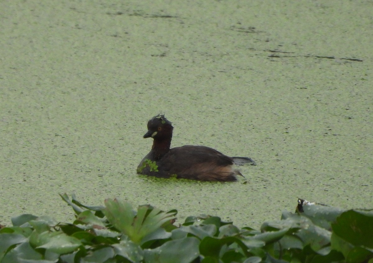 Little Grebe - ML620704017