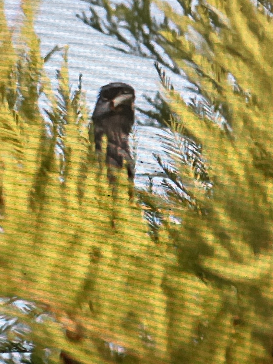 Blue Grosbeak - ML620704019