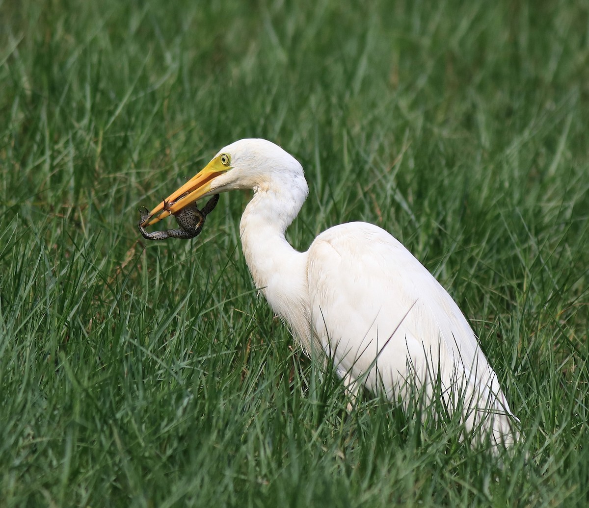 Medium Egret - ML620704021