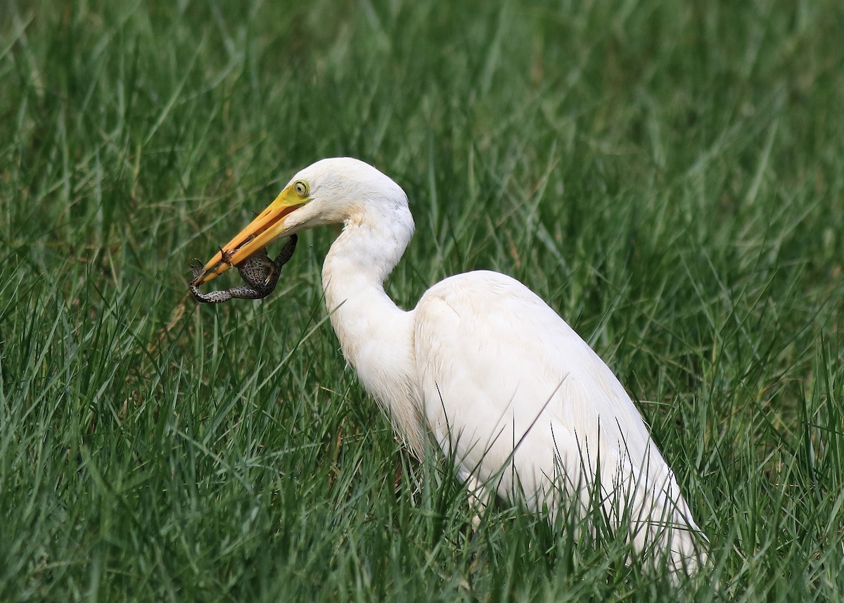 Medium Egret - ML620704022