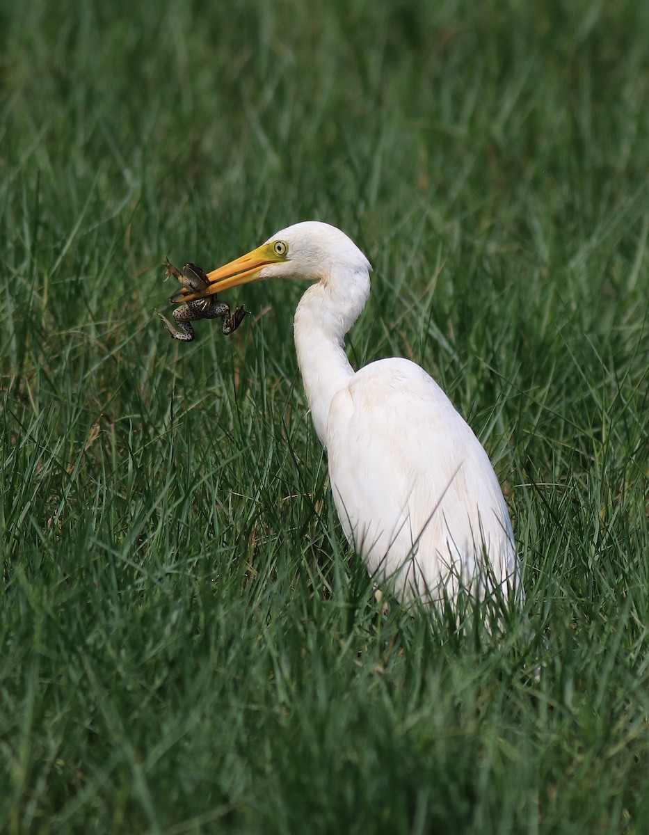 Medium Egret - ML620704024