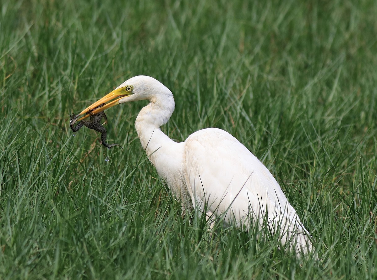 Medium Egret - Afsar Nayakkan