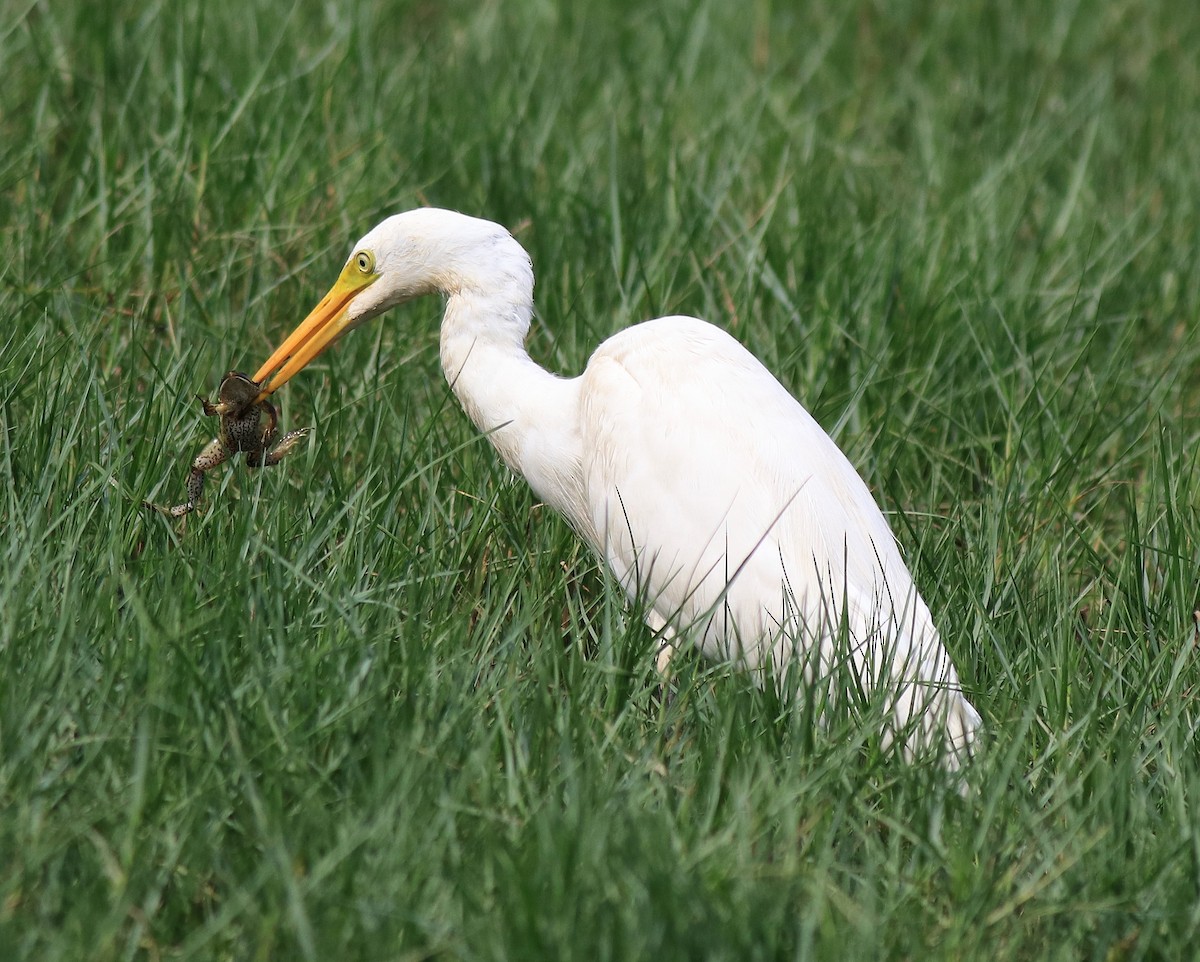 Medium Egret - ML620704026