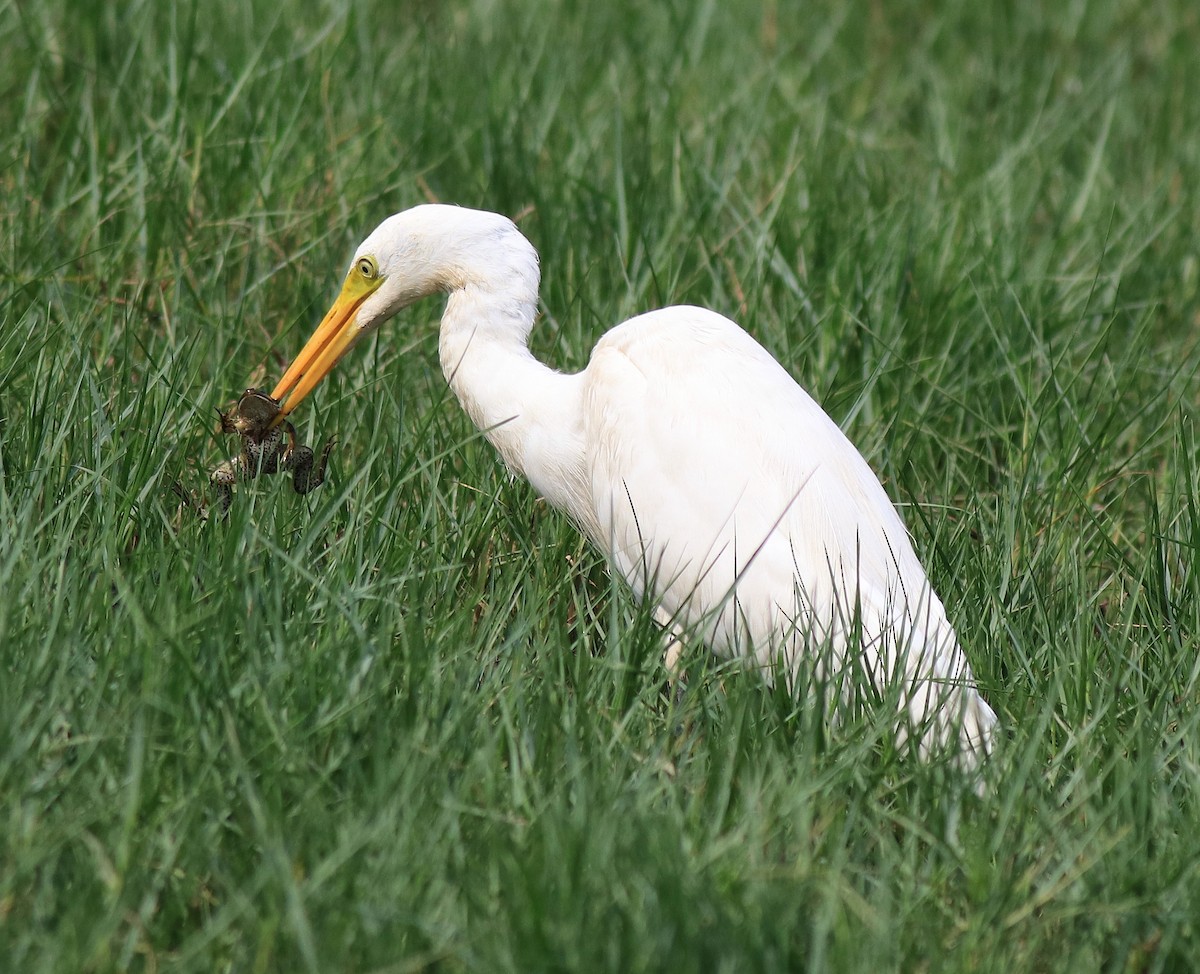 Medium Egret - ML620704027