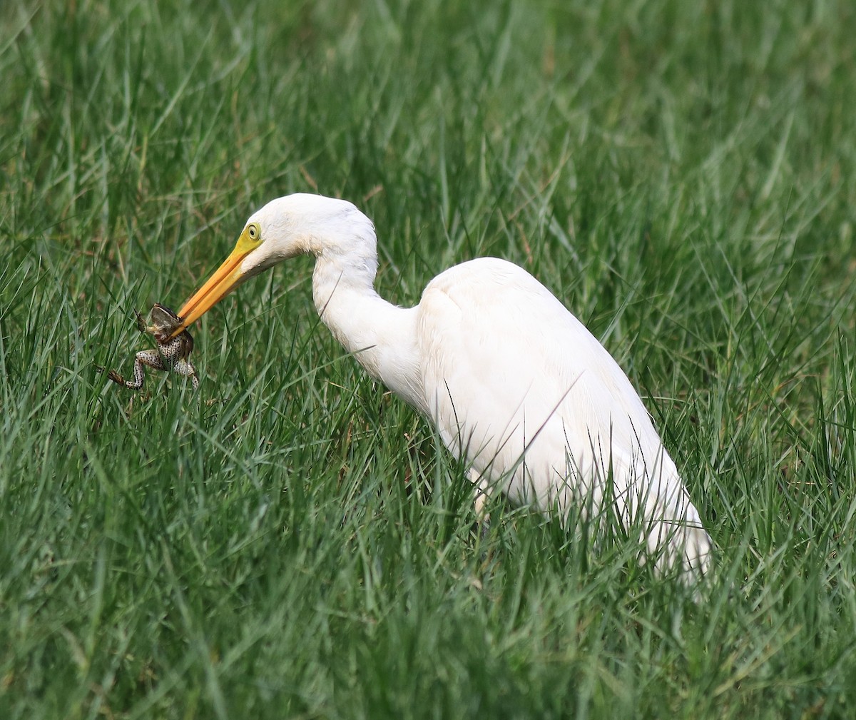 Medium Egret - ML620704028