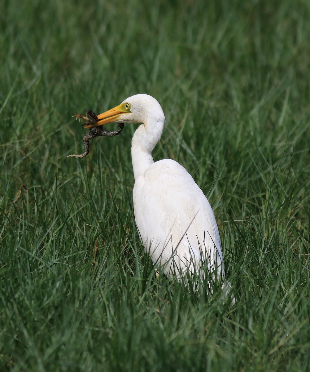 Medium Egret - ML620704029