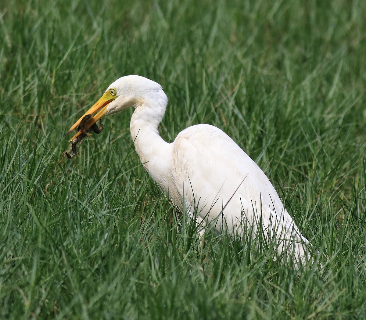 Medium Egret - ML620704030