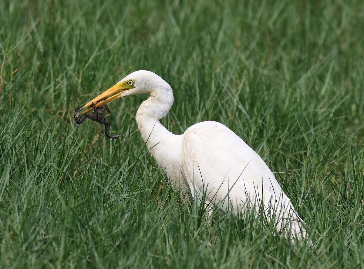 Medium Egret - ML620704031