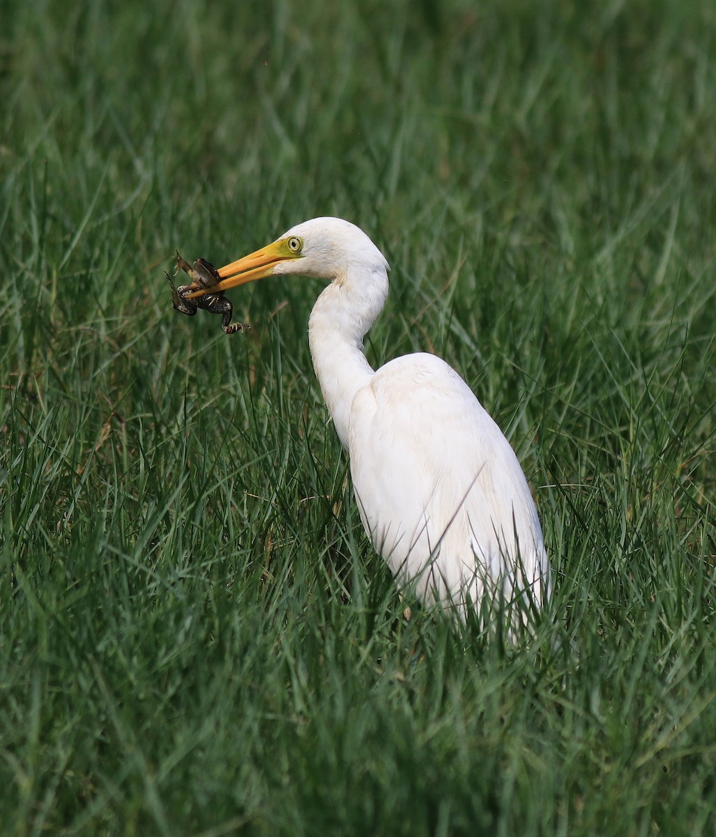 Medium Egret - ML620704032