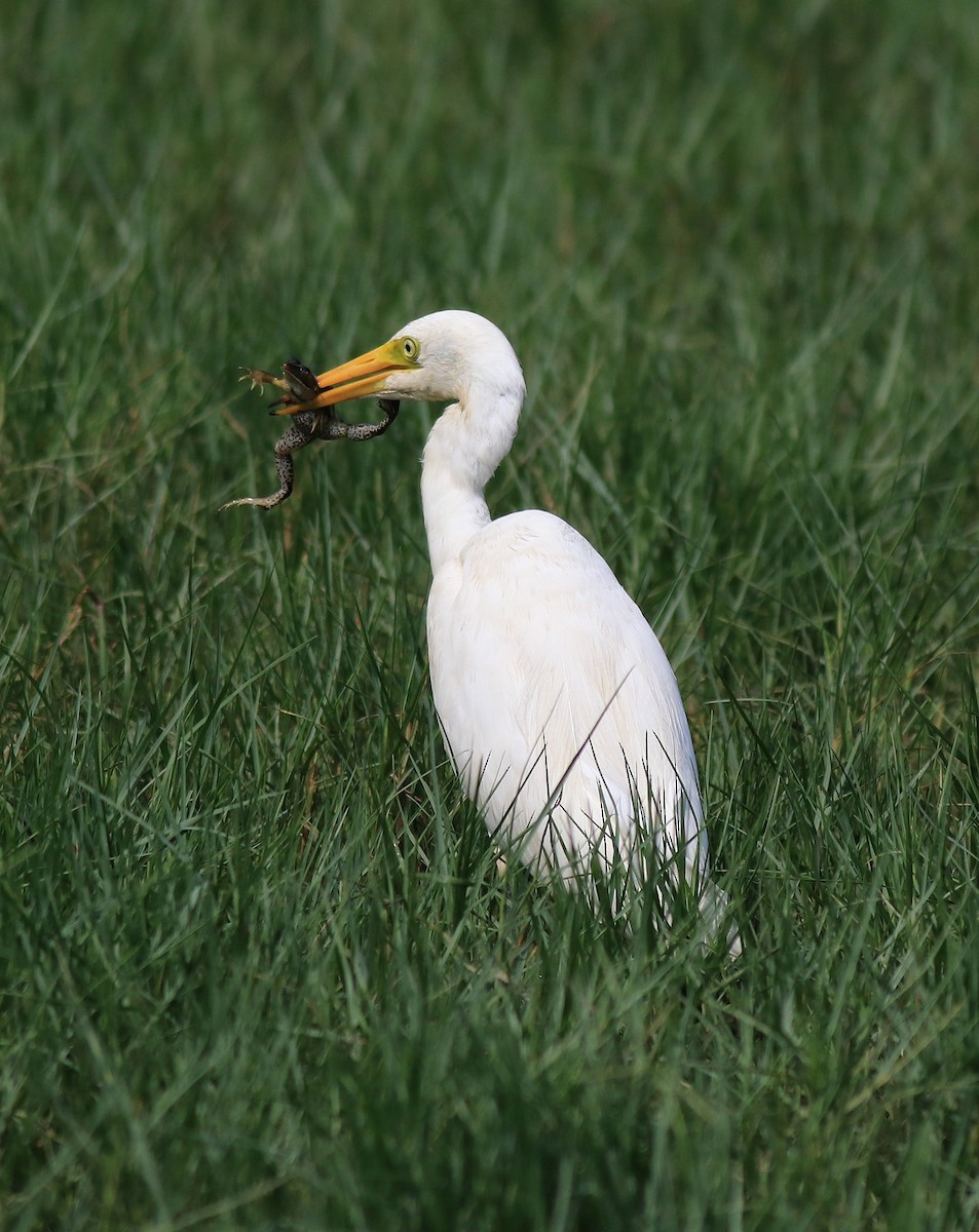 Medium Egret - ML620704034