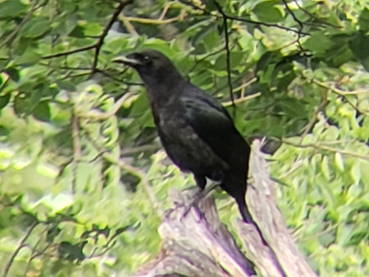 American Crow - Michelle Spacek