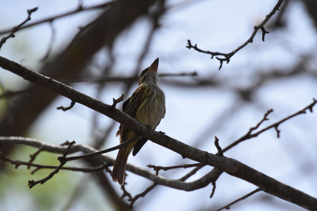 Streaked Flycatcher - ML620704037