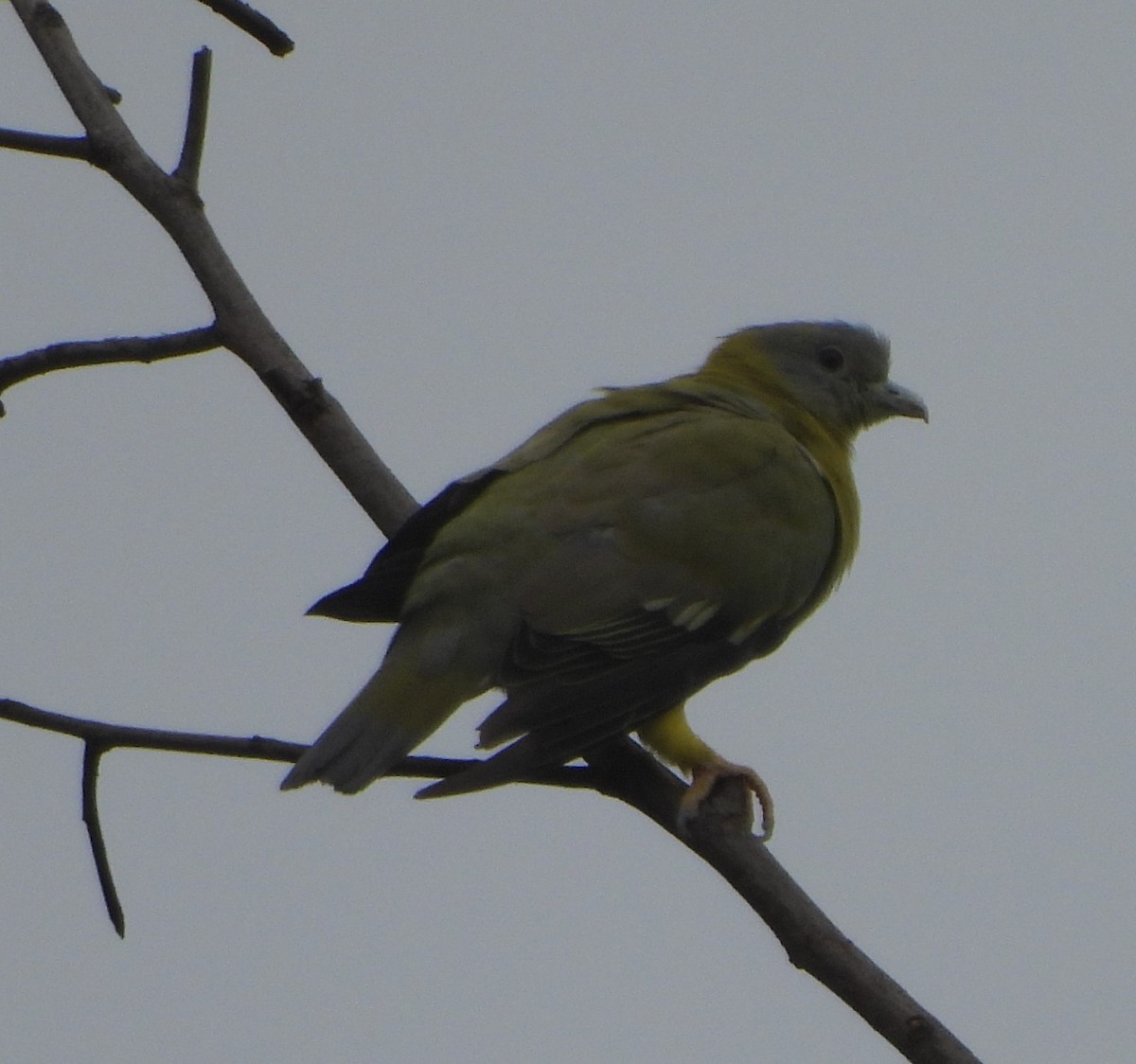 Orangegrüntaube - ML620704038