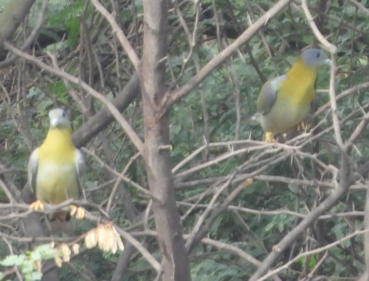 Colombar commandeur - ML620704039