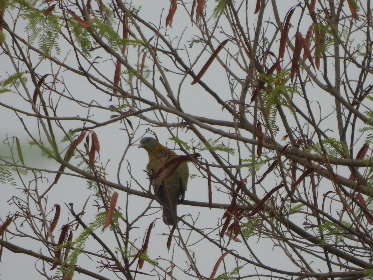Yellow-footed Green-Pigeon - ML620704040