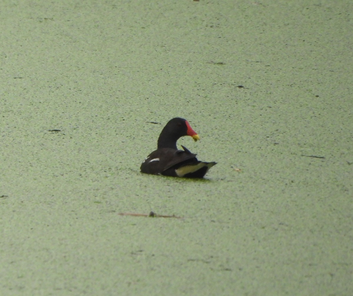 Eurasian Moorhen - ML620704043