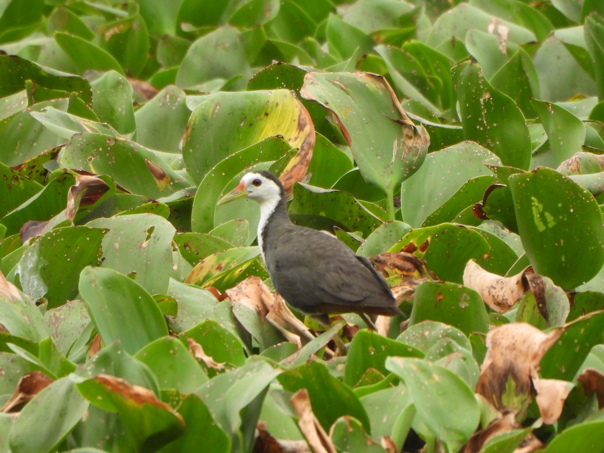 Weißbrust-Kielralle - ML620704054