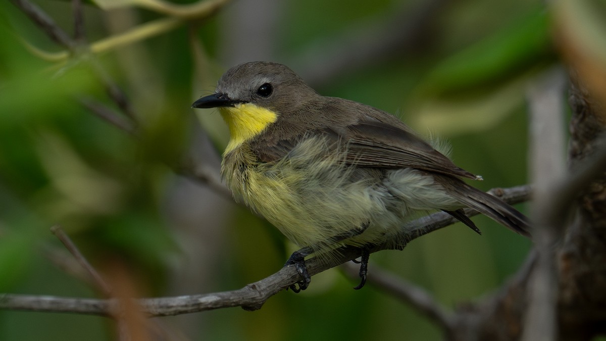 Golden-bellied Gerygone - ML620704057