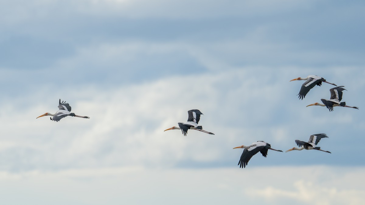 Painted Stork - ML620704060