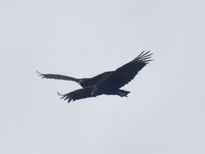 Black Vulture - ML620704061