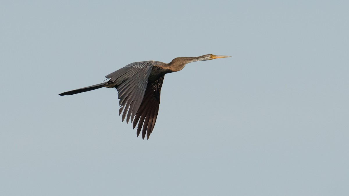 Oriental Darter - ML620704062