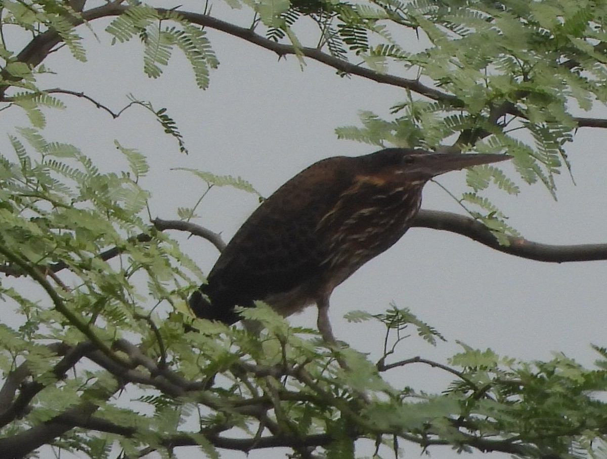 Blongios à cou jaune - ML620704063