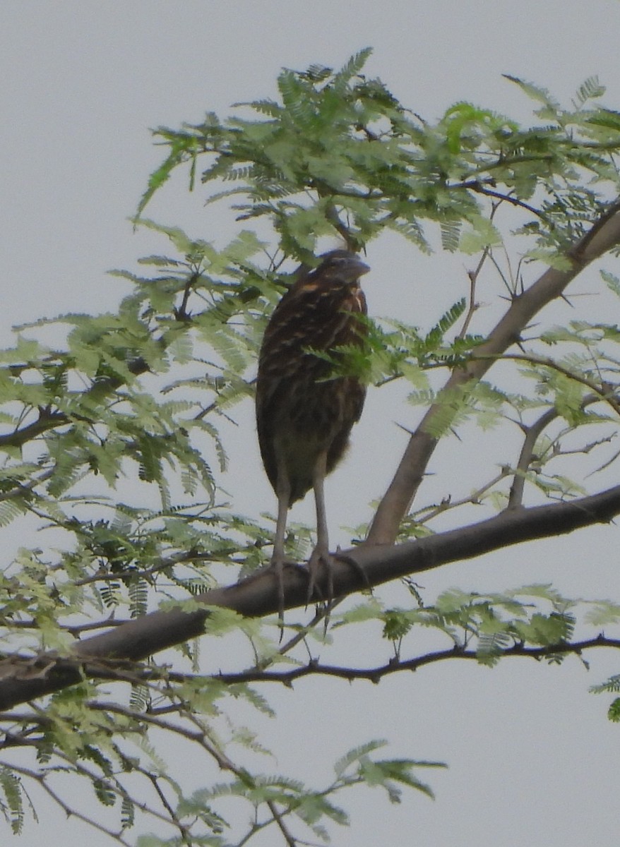 Black Bittern - ML620704064